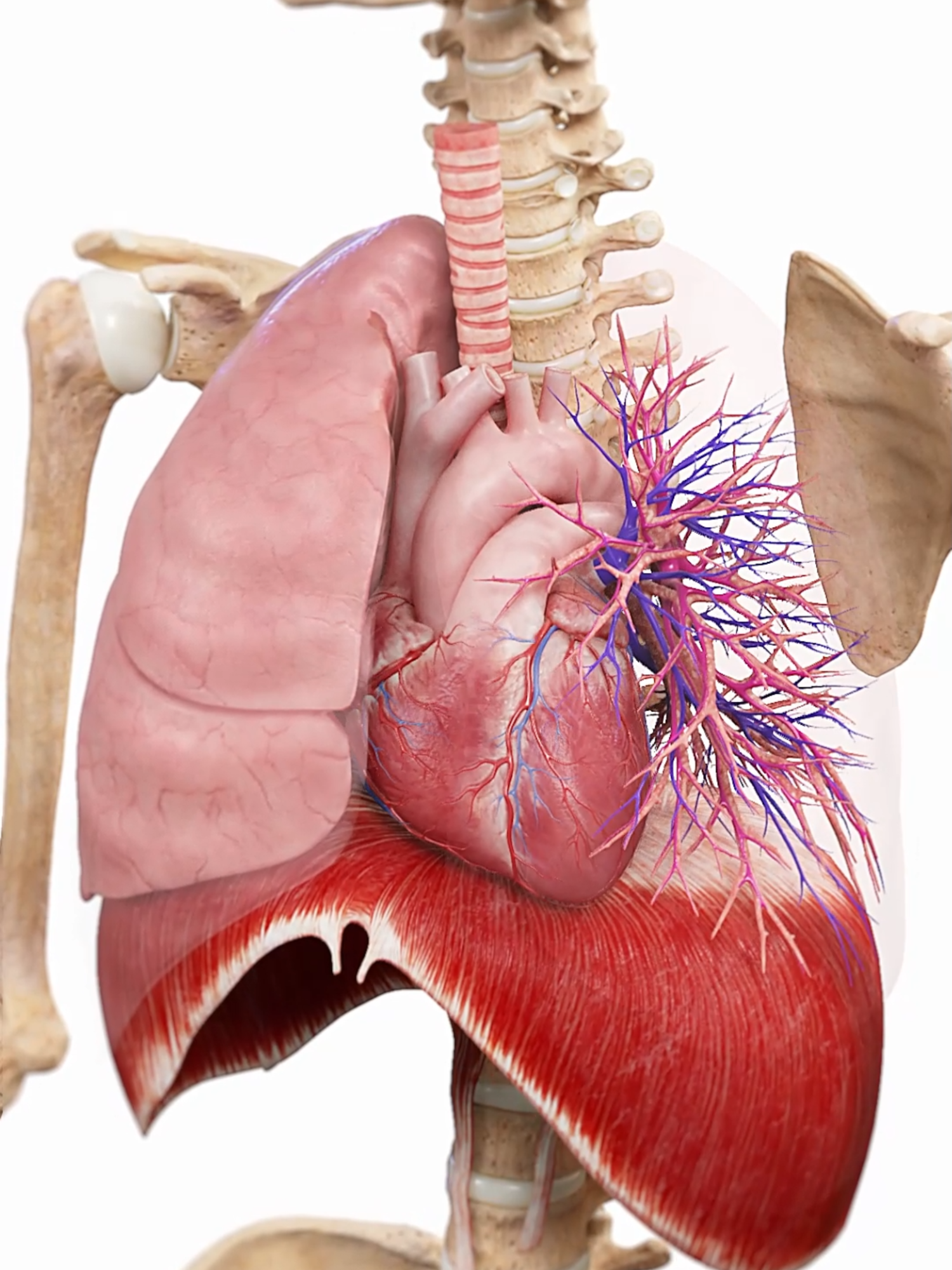 💓 Life in Motion: Lungs, Diaphragm, and Heart 💓 Watch the synchronized movements of the lungs, diaphragm, and heart in our 3D animation, showcasing how they work together to keep you alive. #LungDiaphragmHeart #MedicalAnimation #EduTikTok #medical #meded #sciart #medart #medstudent #anatomy #animation #3d #scicomm #breathing #cardio #cardiology