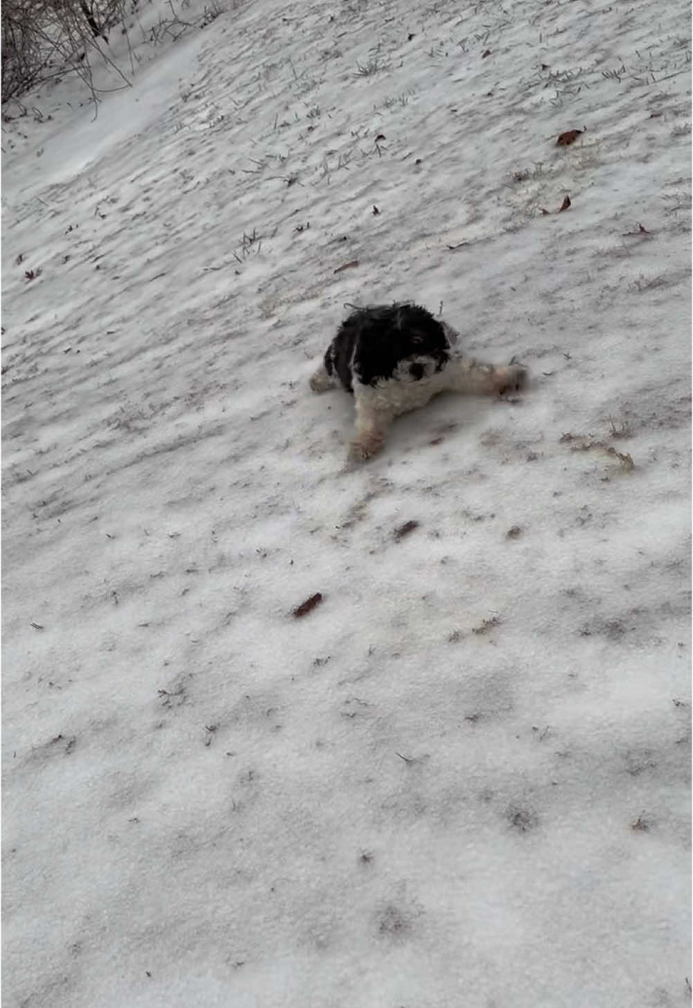 she has accepted defeat.  #dogsoftiktok #funnydog #shihtzu #atlsnow #snowstorm #atlanta #dogs #snowinatlanta #viraltiktok #reels #doglover #dogtok 