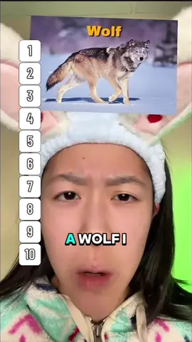 Ranking Different Animals as Pets!