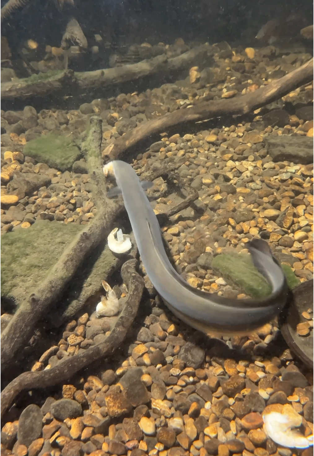 EEL PIT EEL PIT EEL PIT Winter #3 everyone seems to be enjoying themselves. #eelpit 