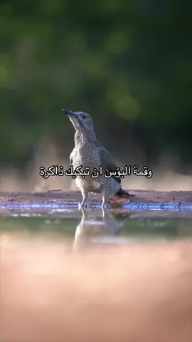 أحس بشي في صدري هنا مسلوب 😔💔…#رحمك_الله_يا_فقيدة_قلبي💔 #explorer 
