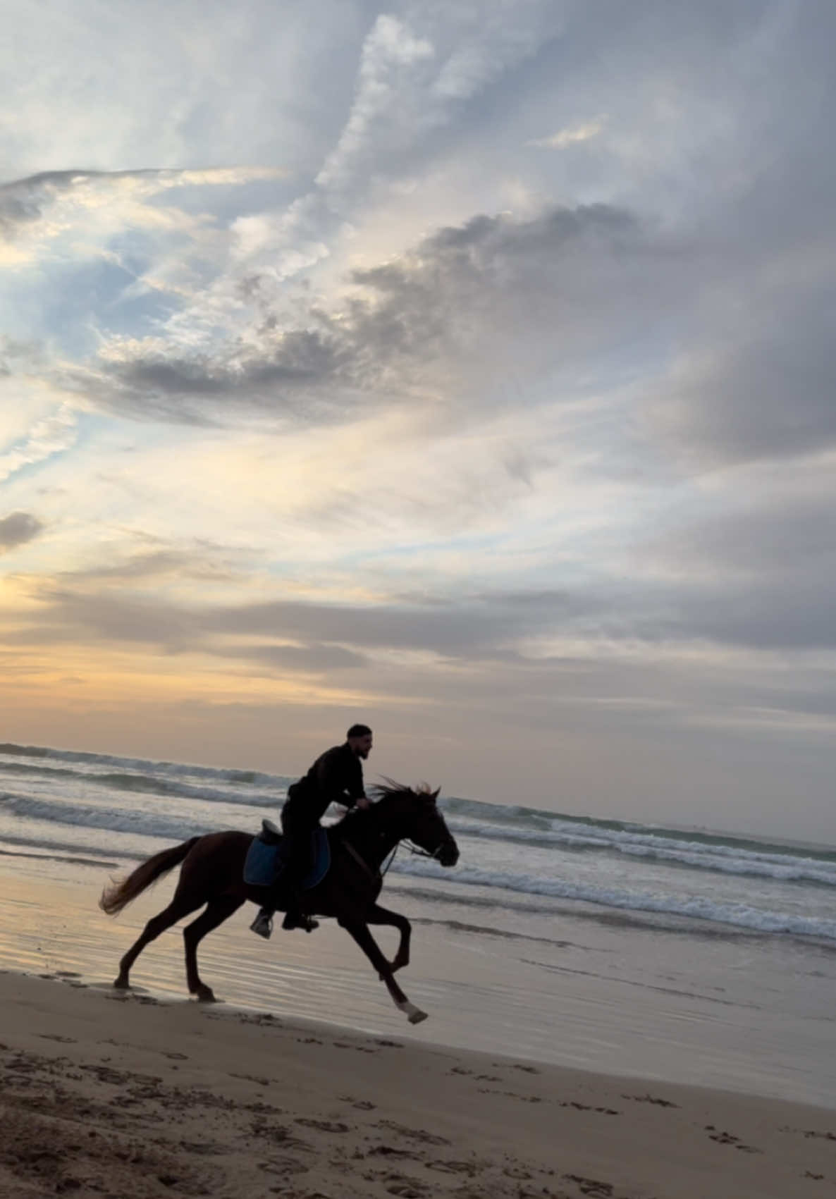 #pourtoi #fyp #horseoftiktok #cheval #horses #morocco 