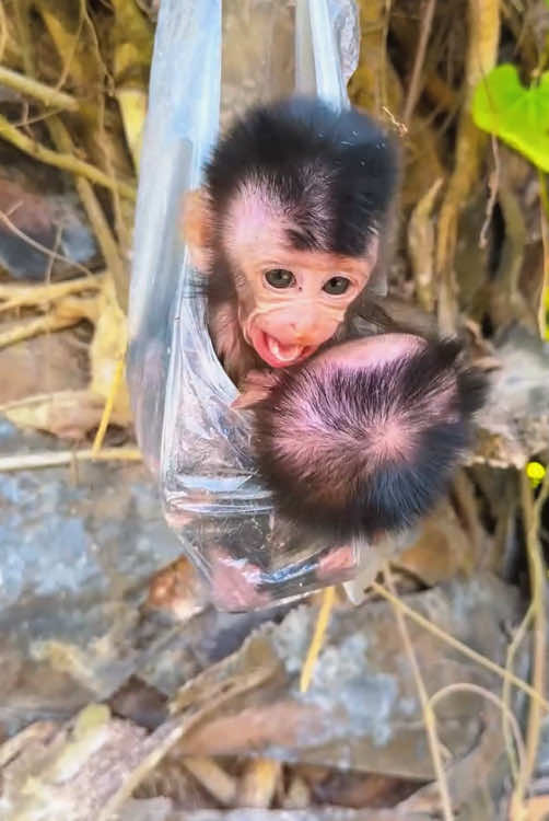 The poor baby monkey is stuck #monkey #monkeys #monkeydluffy #babymonkey #cute #cutemonkey #wildlife #monkeyface #usa #wildanimals #animals #pet #foryou #cuteanimals #poor #monkeybaby #monkeylover #babyanimals #adorable #viral 