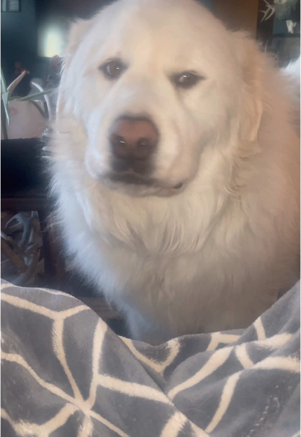 Things were a little different this morning.   #greatpyrenees #lgd #bigdogs #funnydog #funny 