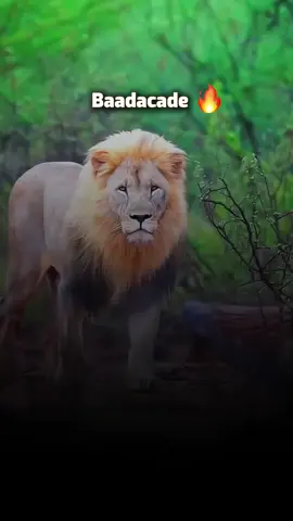 Baadacadde Power 🇮🇨🥷🏻🦁👑 #subeer__gacal🦁😍 #Govorno_subeer_gacal🦁💪 #hiiraan #hirshabelle #baadicade #baadacade💛💙🤍  #hiiraan_somalia #buurwayn🇮🇨 #jalalaqsi_hiiraan_somalia🇮🇨💪🦁💯 #hiiraanland🇮🇨🔥 #hiiraanland🇮🇨🦁 #hiiraanland🇮🇨🌴   🧡💙🤍 baadacaddanimo🇮🇨🩸💪#hiiraan🇮🇨🦁 #hirshabelle🇮🇨 #jalalaqsi🇮🇨 #baladwayne🌴☘️🇮🇨 #somalitiktok  #foryou #hirshabelle🇮🇨🌴❤️  #baadacaddanimo💪💚💙 #hiiraan🇮🇨🔥 #football #buurwayn🇮🇨🌴🌿❤️  #viral #baladwayne🌴☘️🇮🇨 #hirshabelle  #fallowisoodhaha🙏😍  #likeisaar♥️thanks #viscabarca #intermiami @FifaAbdirahman Jell @Xamda_xilwah👸🦋🐈 @Azadow🇮🇨🔥🦁 @Xamaada-fitness 🎤💪 @KHADAR SAMRAWI 🇸🇴 🦅🇩🇪 @Aarka Habar_wadaag 👮‍♀️🇬🇶🈁 