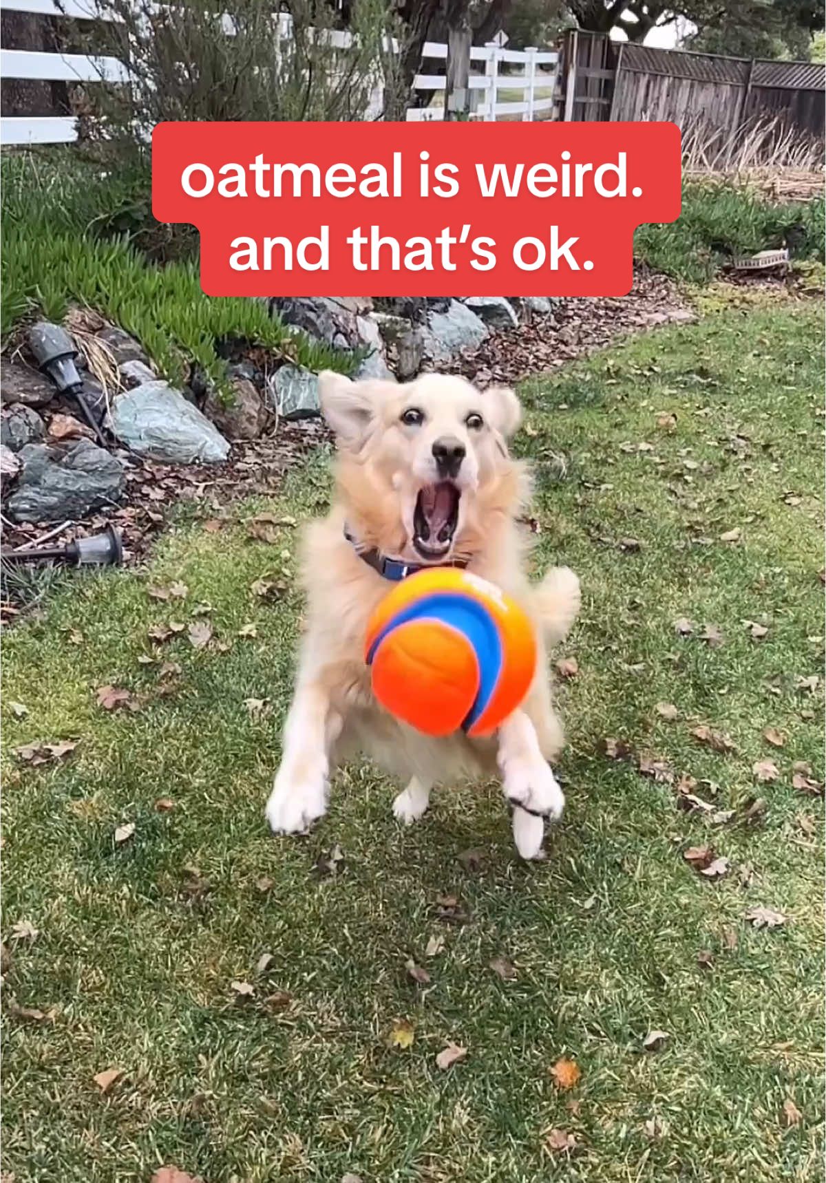 oatmeal is weird. and that’s ok! #WeirdDog #FunnyDog #goldenretriever