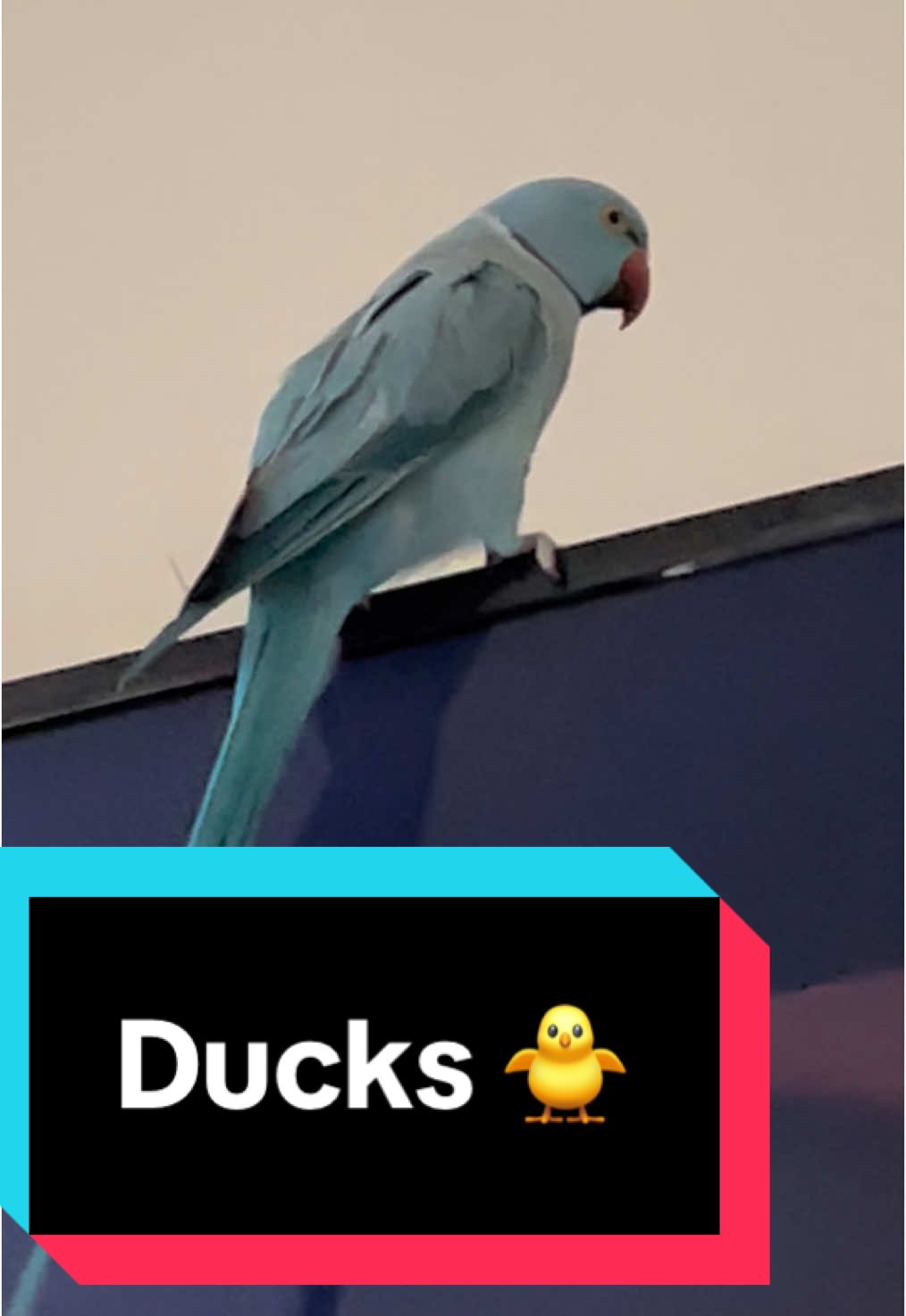 Zazu likes duckies like @Zeus 🐦💙🌎 #tiktokaustralia #tiktok #trending #zazu #indianringneck #cute #Love #nature #vibes #chill #sweet #PetsOfTikTok #pet #animals #birds #funny #meme #blue #bluechicken #aww #beautiful #duck #ducks #squidgame #netflix 