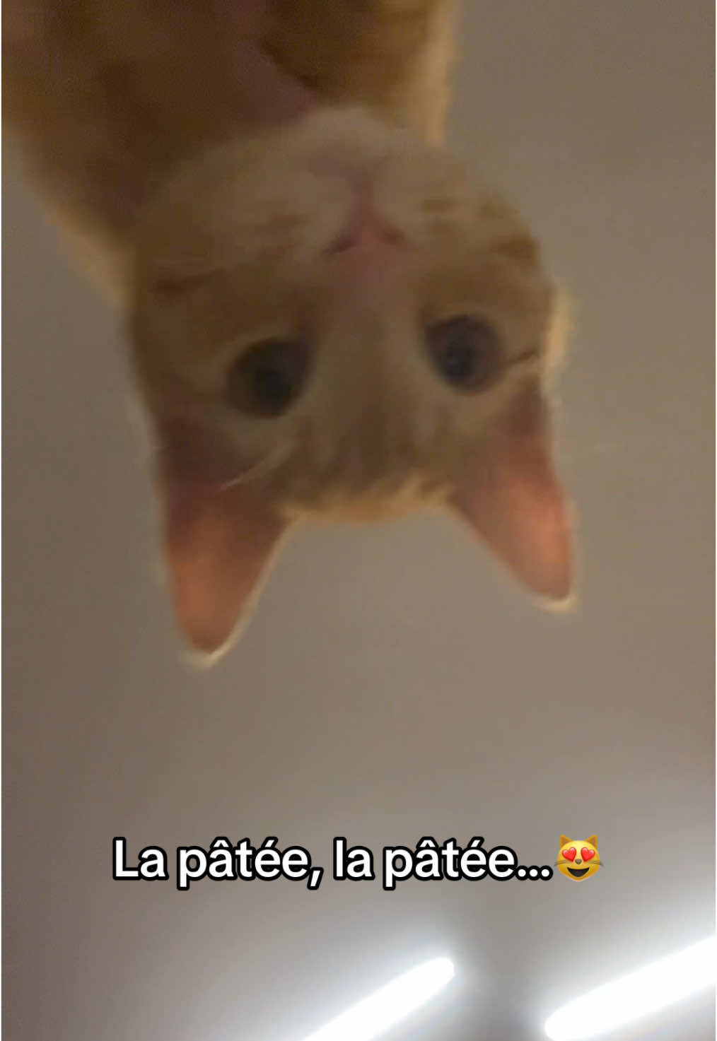 La pâtée, la pâtée… 😻 #chat #catlover #trends #orangecat #fyp 