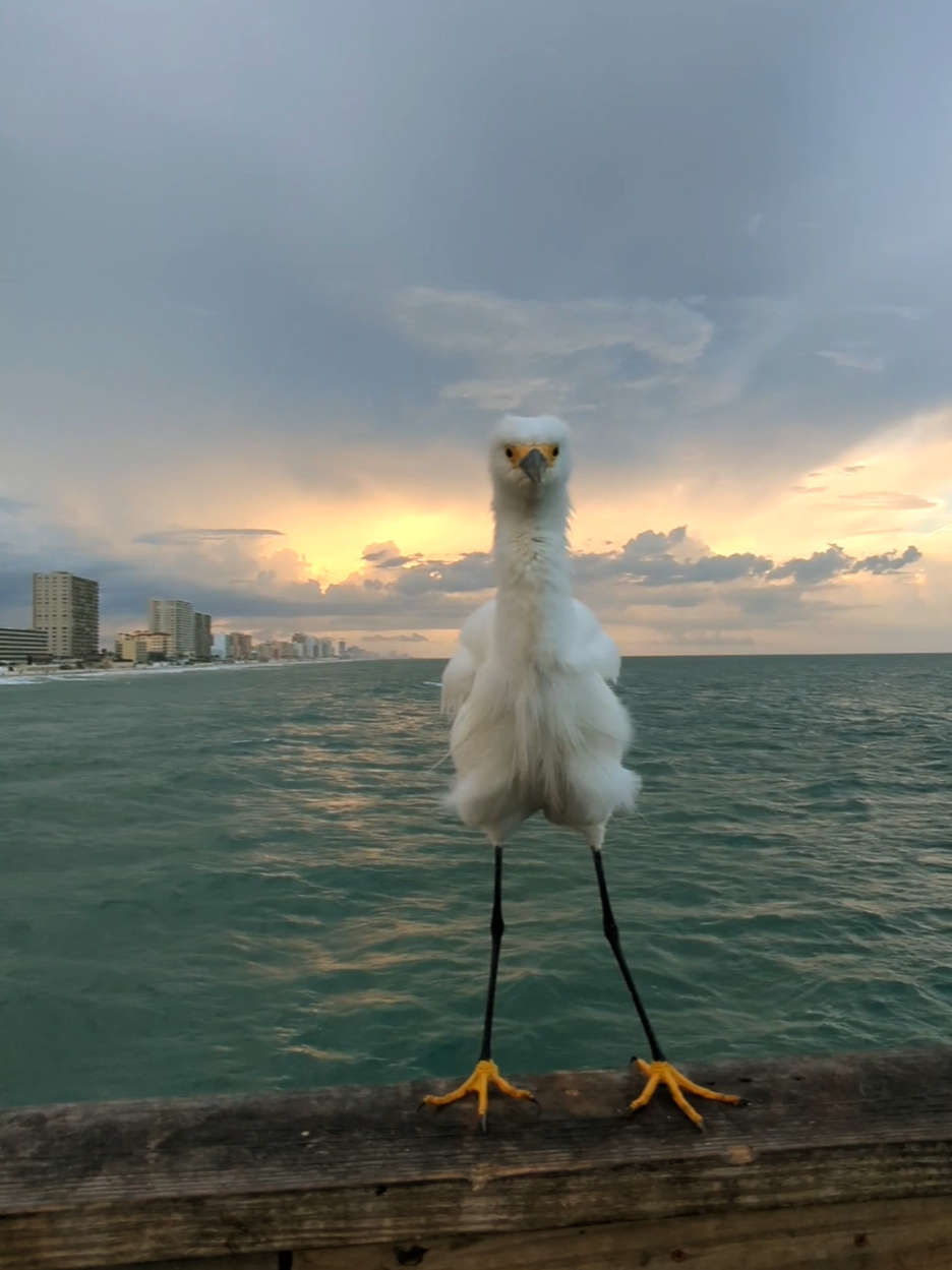 Snowy Egret Shows Off  #snowy #egret #bird #pier #beach #ocean #daytonabeach #daytonabeachshores #florida 