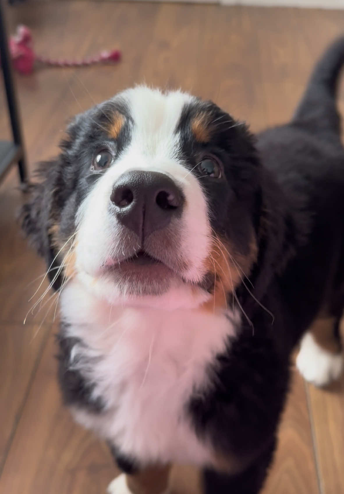 same sassy girl, just a little bit bigger🥹🎀 #bernesemountaindog #puppy #puppylife 