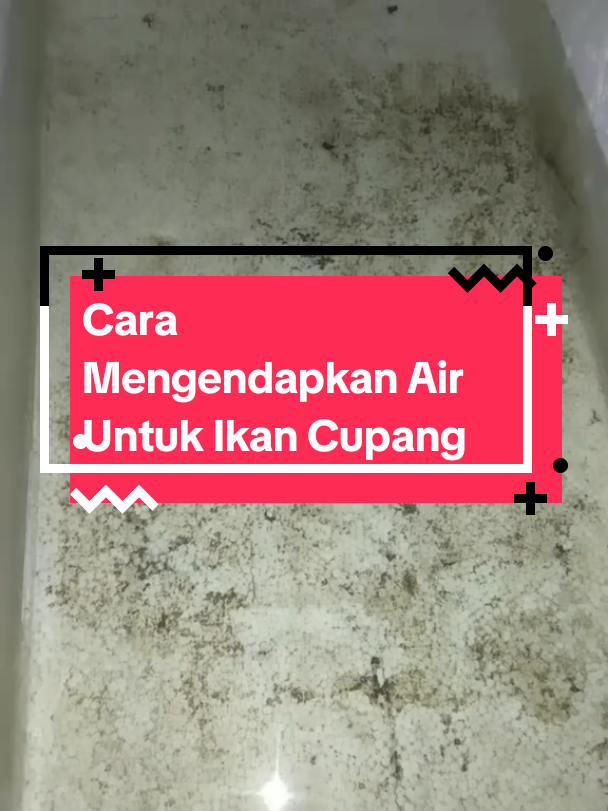 Cara pengendapan air untuk ikan cupang: Persiapan 1. Wadah atau bak pengendapan. 2. Air keran atau sumber air lainnya. 3. Pengatur pH (opsional). 4. Termometer (opsional). Langkah-Langkah 1. Isi wadah dengan air keran. 2. Biarkan air diam selama 24-48 jam untuk menghilangkan klorin dan gas berbahaya. 3. Setelah 24-48 jam, air siap digunakan untuk ikan cupang. 4. Periksa pH air (ideal: 6,5-7,5). 5. Periksa suhu air (ideal: 25-28°C). 6. Jika perlu, tambahkan pengatur pH atau suhu. Tips 1. Ganti air secara teratur (20-30% setiap minggu). 2. Jangan menggunakan air yang mengandung klorin atau zat kimia berbahaya. 3. Pastikan wadah bersih dan bebas dari kontaminasi. 4. Jangan meletakkan wadah di bawah sinar mata langsung. 5. Gunakan filter atau aerator untuk meningkatkan kualitas air. Kriteria Air yang Baik 1. pH: 6,5-7,5. 2. Suhu: 25-28°C. 3. Kekeruhan: 0-5 NTU (Nephelometric Turbidity Units). 4. Kadar oksigen: 5-7 ppm (parts per million). 5. Kadar amonia dan nitrit: 0 ppm. #bettasplendens #peternakanindonesia #aquascapeindonesia #ikancupanglovers #kementeriankelautandanperikananri 