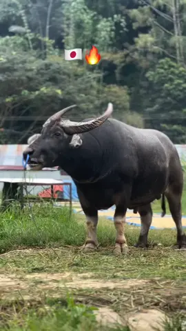 Good game andalan 🇯🇵🔥🔥#jepanggamefarm #kpts #kptstoraja🐃🐃 #tedongsilaga #adukerbautoraja #arenalasvegaspangli #japanese 
