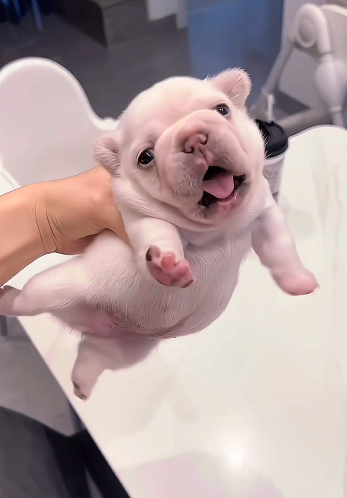 Who can refuse this cute little gmail?#frenchbulldog #frenchiesoftiktok #dog#baby#dogfight #cutepetdebutplant #viral 