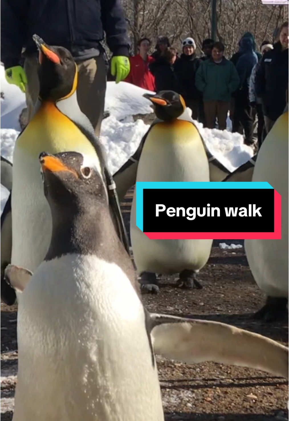 This weather is for the birds-- especially penguins! Some king and gentoo penguins ventured outside Penguin & Puffin Coast with keepers to enjoy this wintery weather. They spent their time exploring in the snow and had a fun day of play!