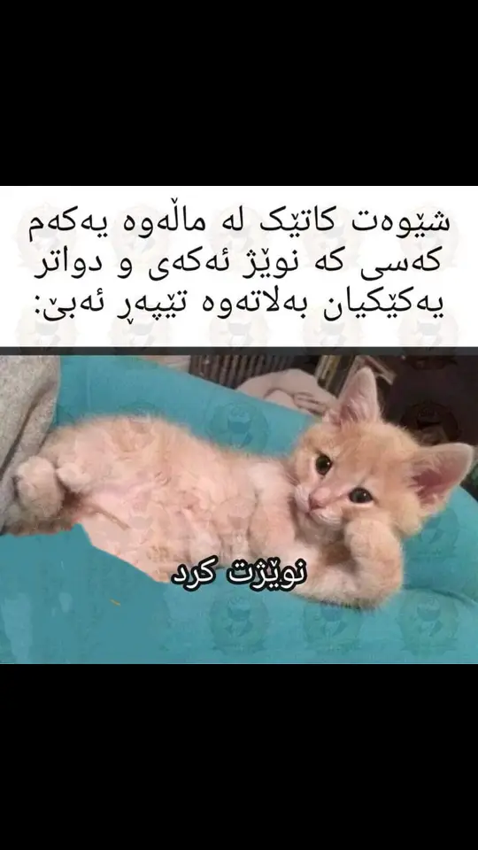 چەند کەس وایە 😂👏💔#furyou #شعب_الصيني_ماله_حل😂😂😂 #fypシ #furyou #fyppppppppppppppppppppppp #viral 