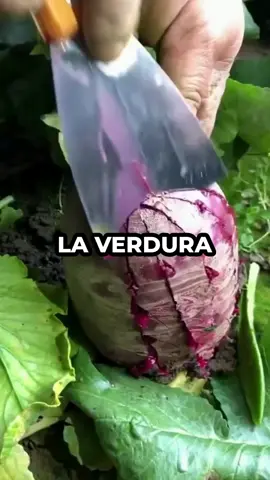 las verduras y sus vitaminas #videoviral 