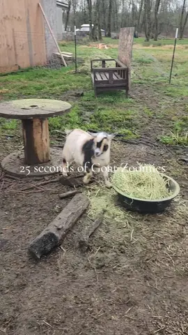 The goats are happy to not have rain today!  #foryou #goats #goat #goatsoftiktok #homestead #homesteading #farm #farmher #pnwfarm #pnw #2025 #zoomies #farmanimals 