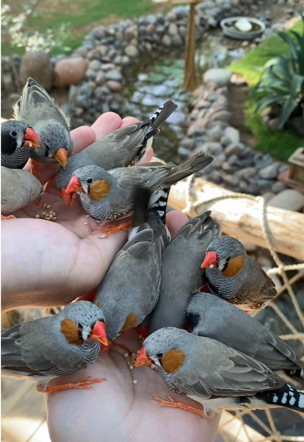 Guess where this bird sanctuary is in Saudi Arabia?  #saudiarabia🇸🇦 #bird #saudiarabia_tiktok #visitsaudi