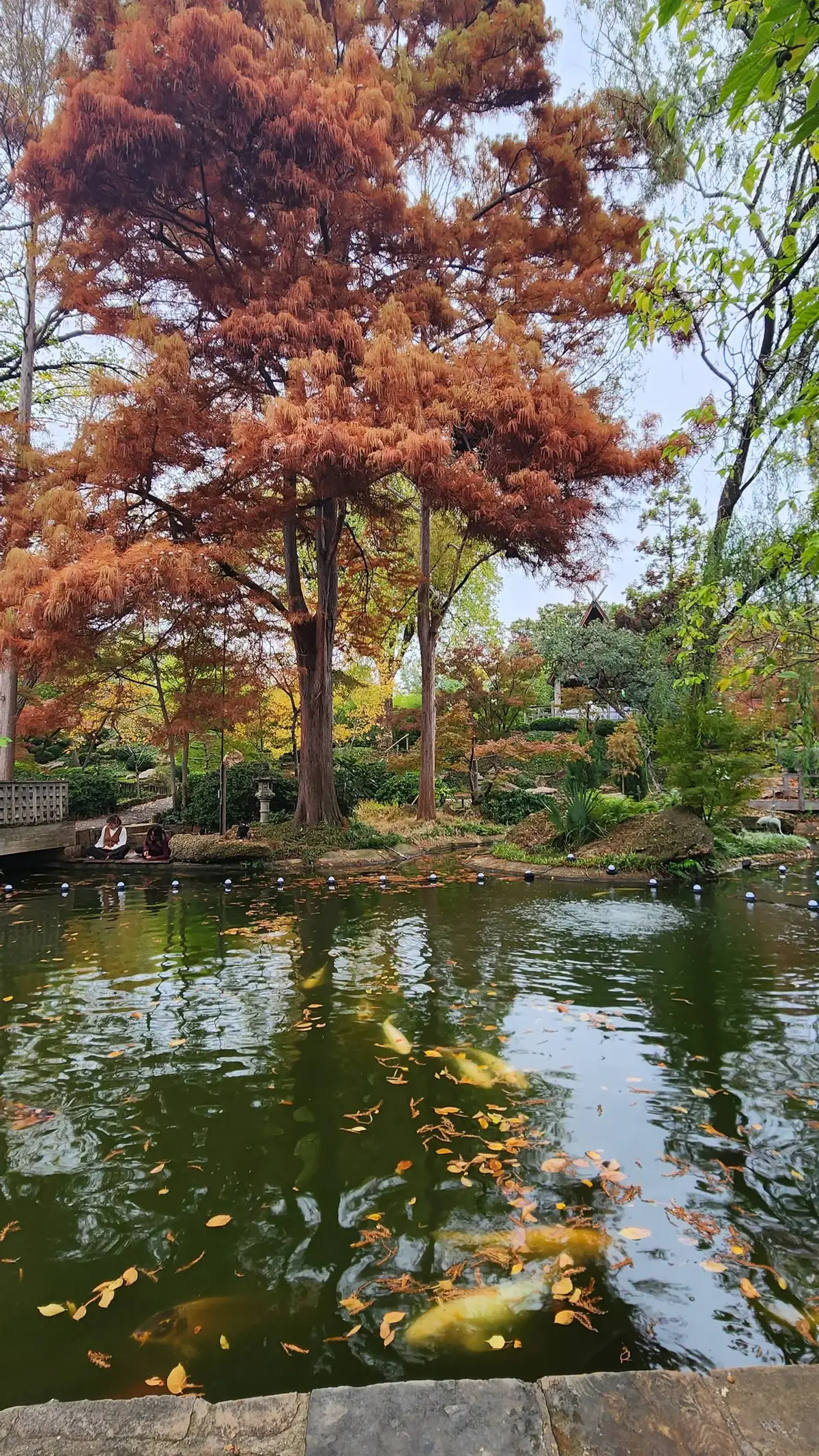 Japanese Botanic Gardens Fort Worth, Texas Durimg Fall Season