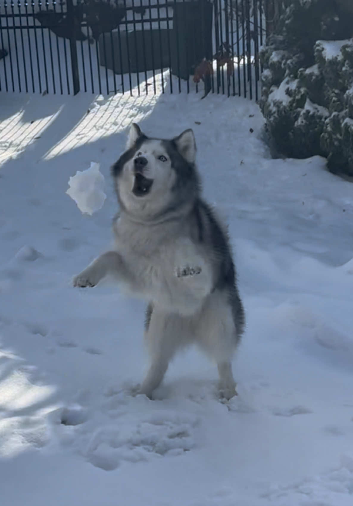 Bing bop 🐕❄️ #louisthehuskyy #huskysoftiktok #husky #snow #dog 