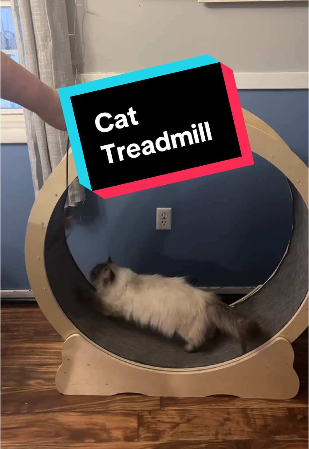 Cat treadmill #cats #catsoftiktok #catlover #cattreadmill 