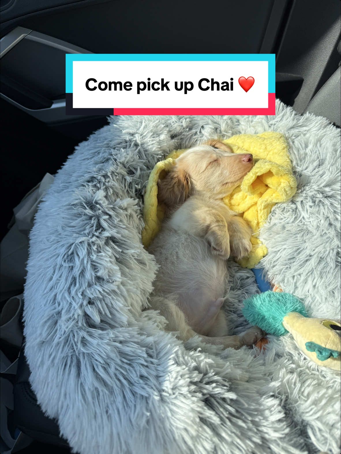 Come with me to pick up Chai 🥹😭 #longhaireddachshund 