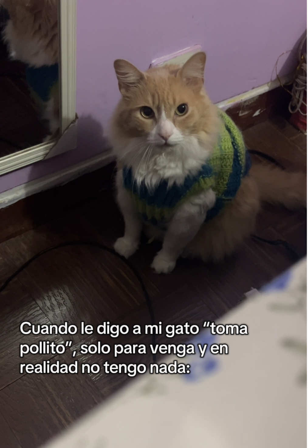 Una mentira piadosa 😶‍🌫️😾 #fyp #gatos #gatostiktok #gatosgraciosos #videosdegatos #michis #michistiktok #michisbonitos #bromas #videosgraciosos #gatostraviesos 