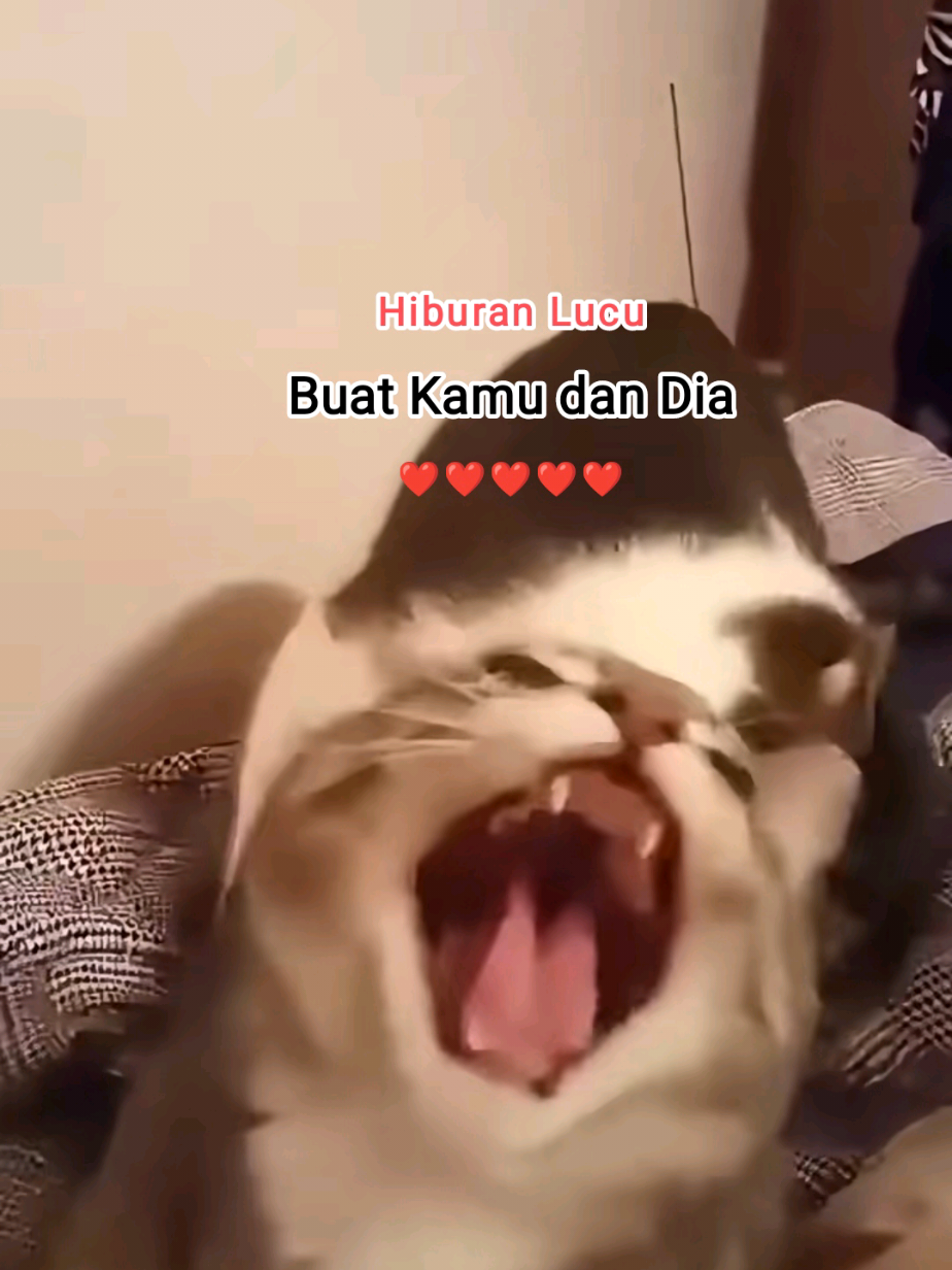 Funny cat , Tingkah lucu kucing yang bikin ketawa, hiburan untuk kalian , semoga suka ❤️🥰 #funny #funnyvideos #cute #fyp #hiburan #trending #foryou #foryoupage #viral #xyzbca #viralvideo #fypシ゚  #kucinglucu 