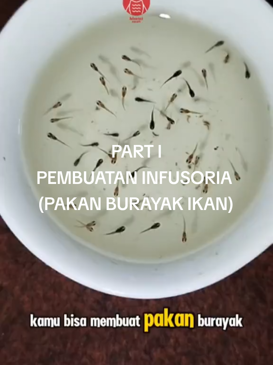 Pakan gratis burayak ikan Guppy  #guppy #guppyfish #guppyindonesia #guppybreeder #guppies #guppytank #guppyjakarta #guppylover #guppyfarm #guppys #guppymurah #aquarium #ikanguppy #guppykontes #aquascape #guppybandung #fish #guppypemula #guppythailand #guppysurabaya #ikanhias #fishtank #guppyjogja #guppypalembang #guppytangerang #guppyhouse #guppylampung #guppypekalongan #guppymedan #guppybogor