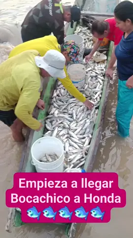 🐟 ¡Impresionante punta de bocachico en Honda! 🐟 El sector del Chorro ha sido testigo de una verdadera lluvia de bendiciones que emergen del majestuoso Río Magdalena. La abundancia de bocachico no solo alegra a nuestros pescadores, sino que también es un motivo de orgullo y esperanza para toda la comunidad. 🌊 ¡Que esta subienda siga trayendo prosperidad a nuestra ciudad! 🌟 #HondaTolima #RíoMagdalena #Subienda2025 #PescaAbundante #OrgulloHondano #BendicionesDelRío #naturaleza #ʙᴇʟʟᴇᴢᴀɴᴀᴛᴜʀᴀʟ 