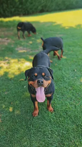 nuestros rottweilers ayudando a nuestra alumna de internado Gaia, siempre nuestros perros ayudan en los procesos de entrenamiento de nuestros alumnos en Adiestramiento Integral 