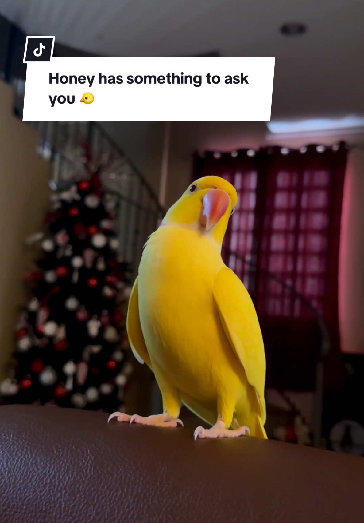 His face at the end 😭😭♥️ #birdtok #birdslove #parrotsoftiktok  #talkingparrot 