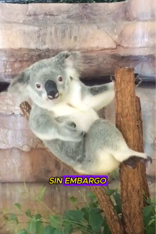 Un pobre koala#animals #Love #cute #rescue 