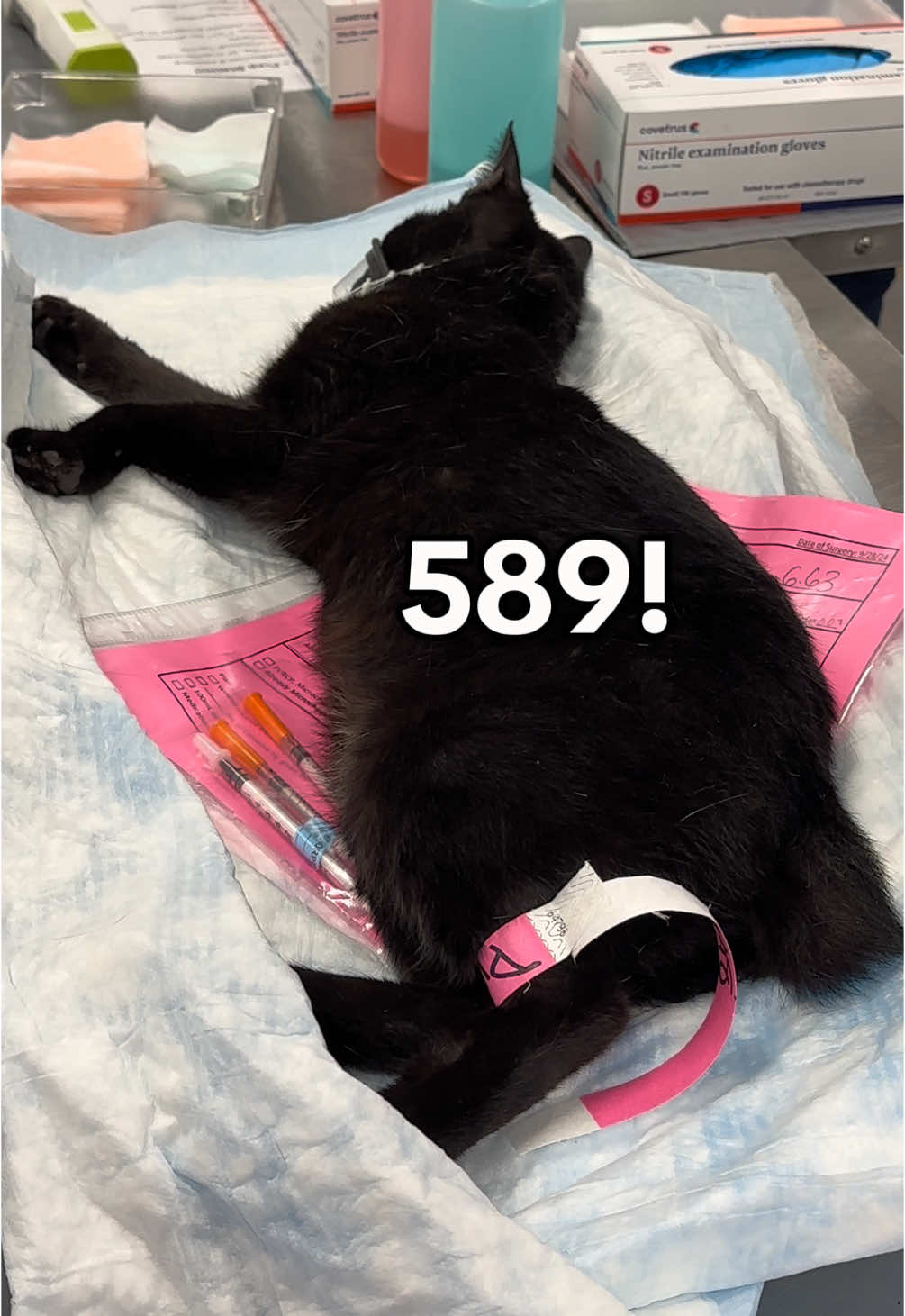 589 Cats Fixed! We just did 306 spay surgeries and 283 neuter surgeries in ONE DAY! Spay Day was a success! 🎉 Thanks to our amazing veterinarians, vet nurses, staff, volunteers, and trappers/community cat caretakers! Special thanks to @BISSELL Pet Foundation Fix the Future Program for helping us bring in extra surgeons and #FixtheFuture 💙 And thanks to the students and faculty of the Shelter Medicine Program at the University of Florida! 🧡