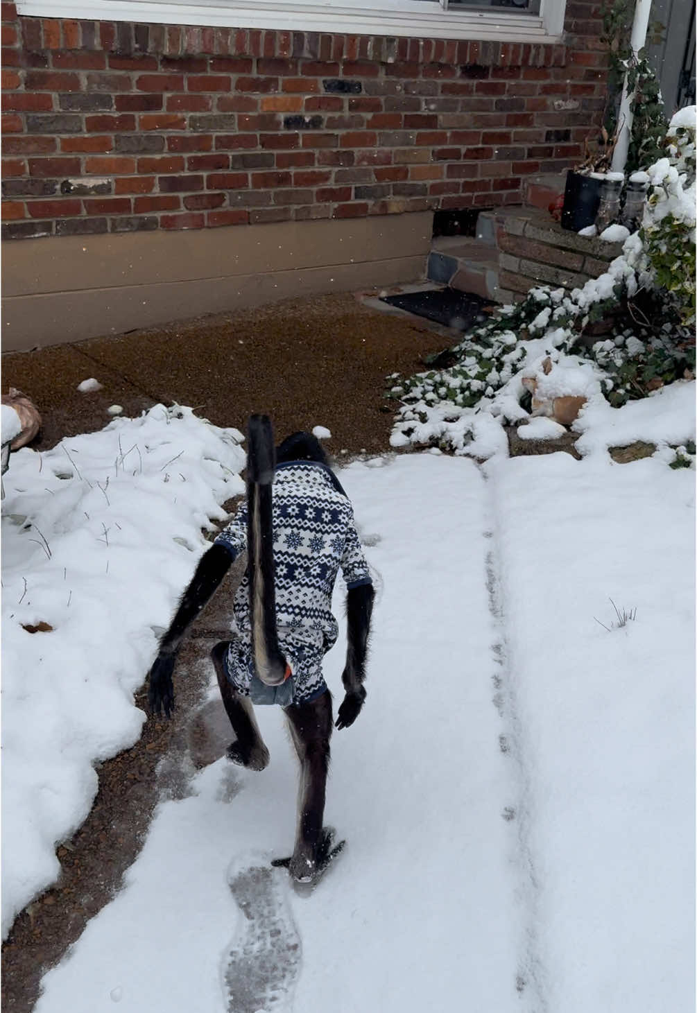 The white stuff just wasn’t for Winston… he was ready to head right back inside! #monkeysoftiktok #monkey #spidermonkey #winston 