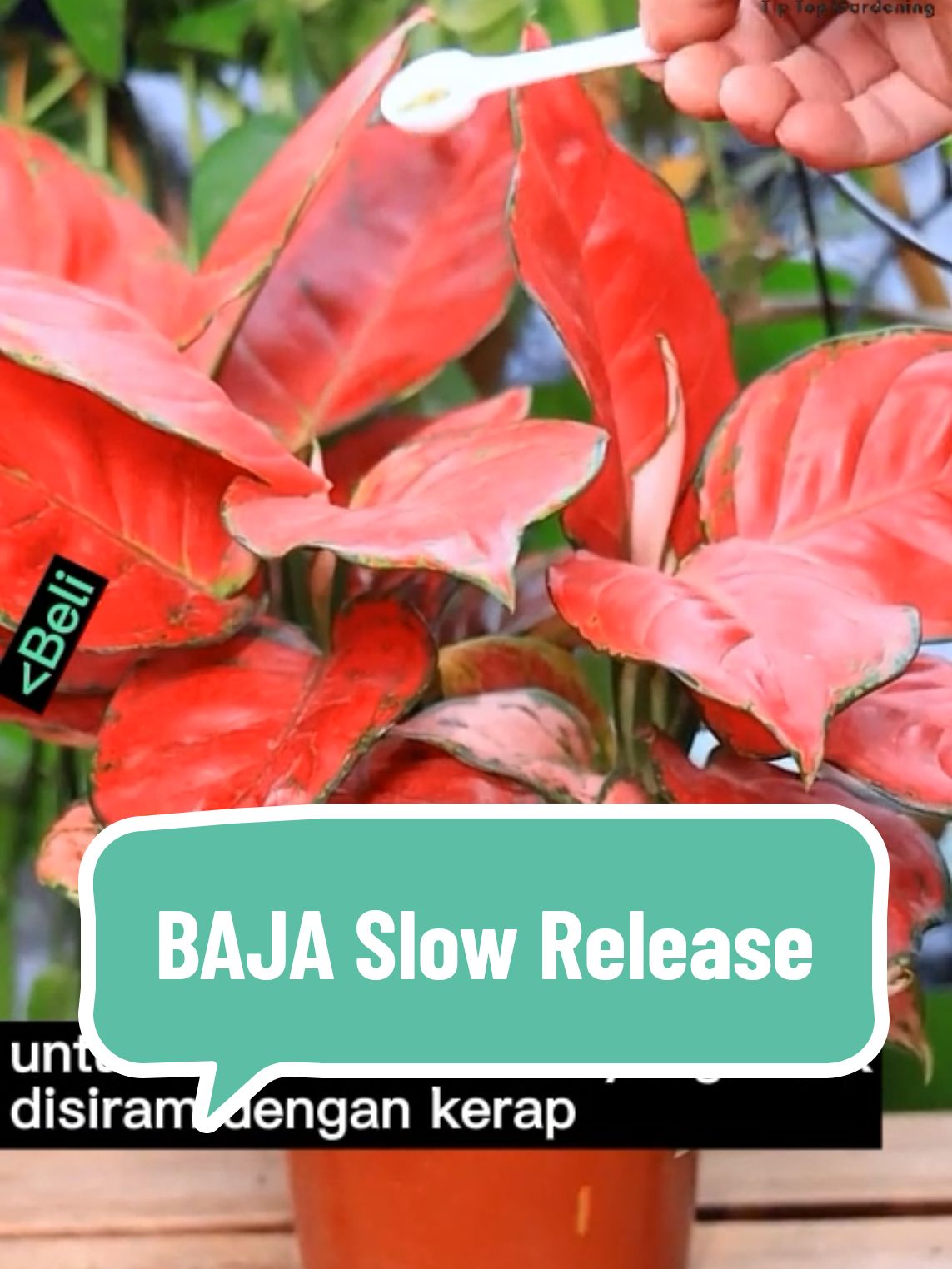 Slow Release Fertilizer ! Apakah Baja Pelepasan Perlahan ?   #tiptopgardening #berkebun #tumbuhan #pokok #taman #bonsai #bunga #flower #soil