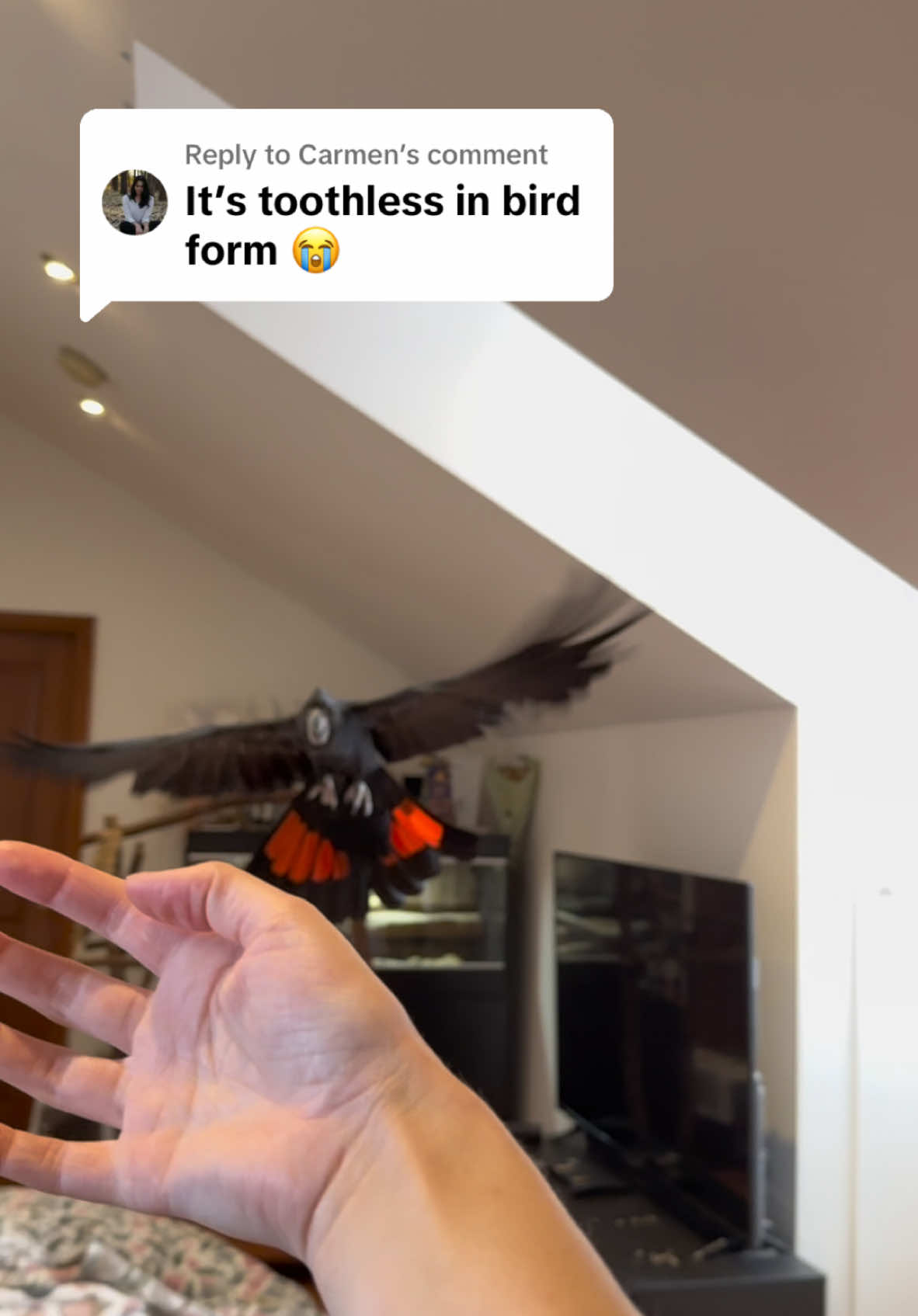 Replying to @Carmen  He really is 🥹❤️🖤 #toothless #howtotrainyourdragon #dragon #bird #parrotsoftiktok #blackcockatoo #birdtiktok #tiktokparrot #puppytheblackcockatoo 