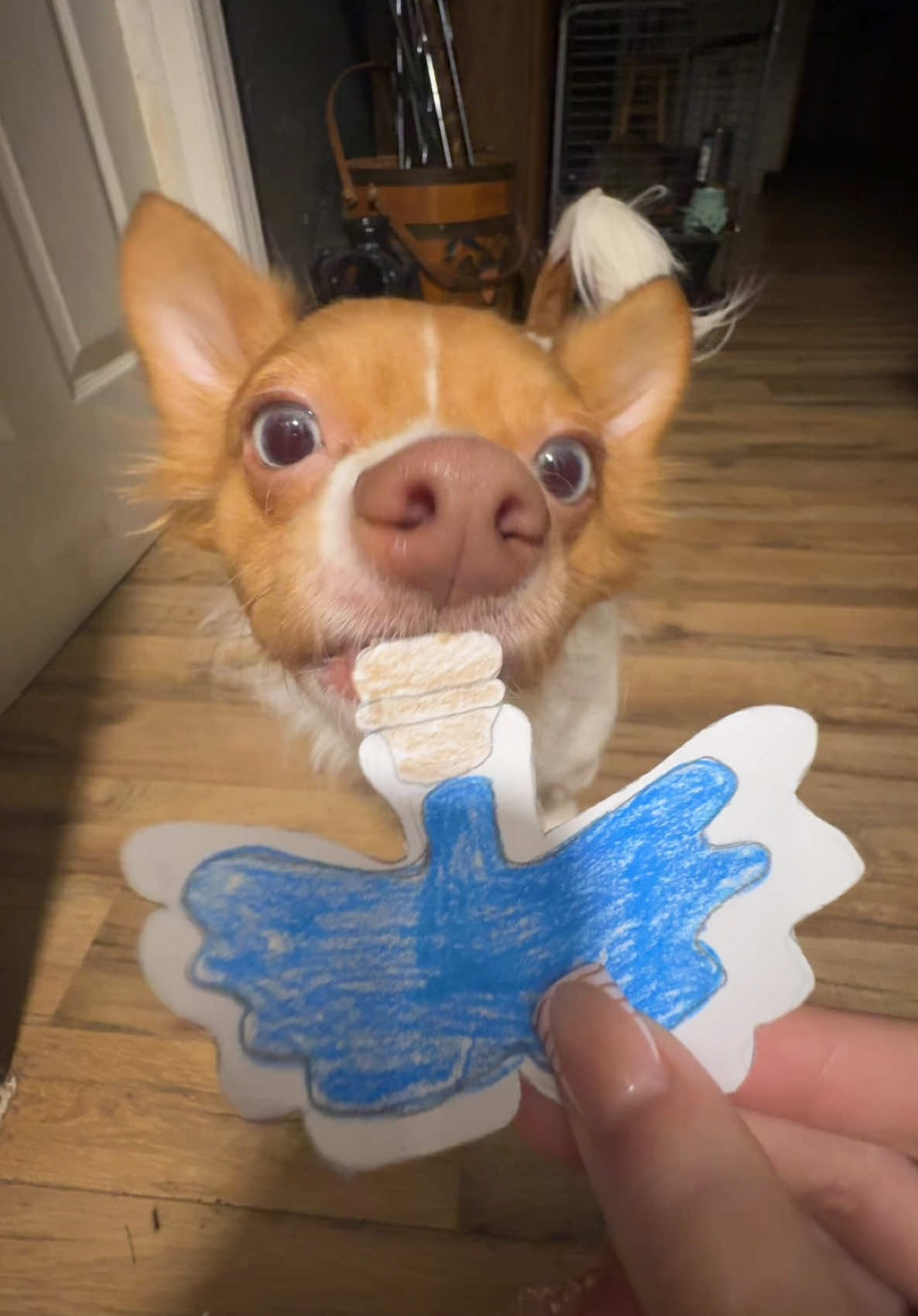 peanut #roblox #PetsOfTikTok #chihuahua #adoptme #flyingpet #fyp #viral #funny 