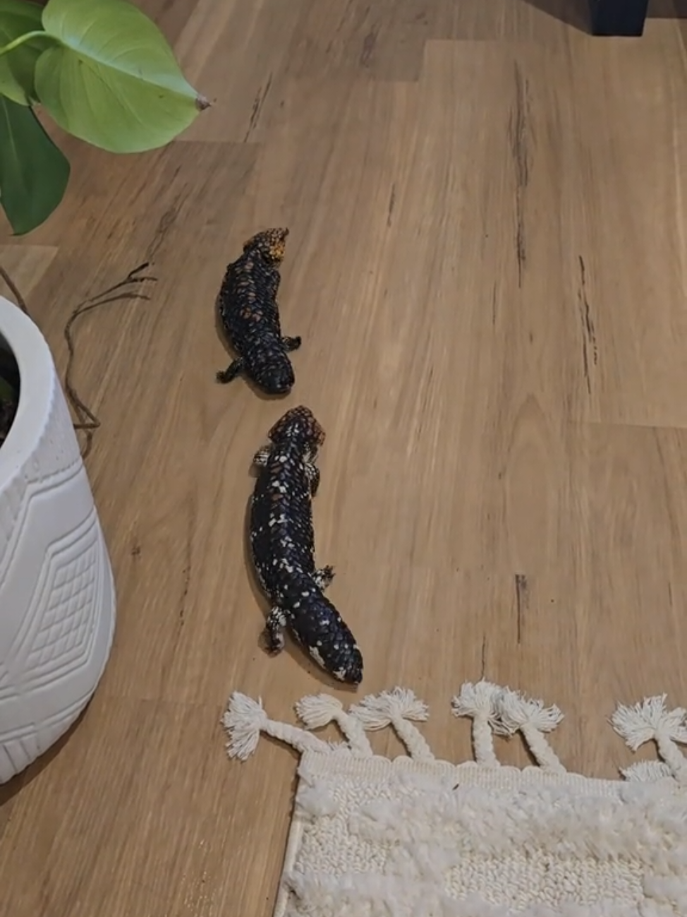 A day in the life of my shingleback lizards 🦎 #lizard #pet #shingleback #animal 