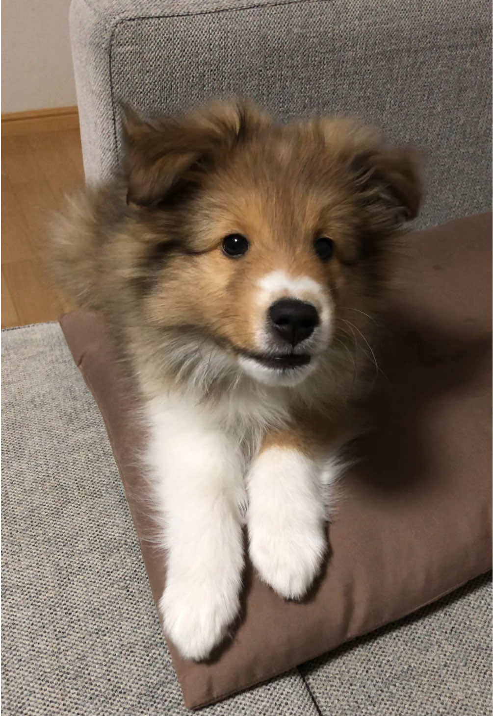 撮らないで✨なマイモちゃん #シェルティ #シェットランドシープドッグ #犬 #shetlandsheepdog #sheltie #funny #puppy 