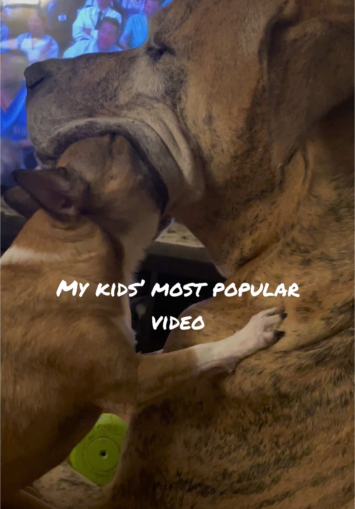 #adoptdontshop #dog #dogsoftiktok #dogs #rescuedog #rescuedogs #fosterfail #fosteringsaveslives #muttsoftiktok #greatdanesoftiktok #rescue #chihuahua #mutt 