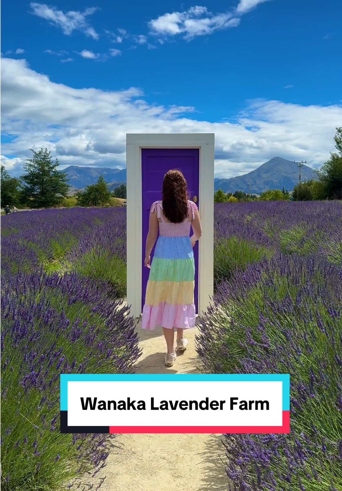 This lavender farm, located in Wanaka, New Zealand, was a lovely spot to take photos, see farm animals, and enjoy some lavender tea! 🪻 #wanaka #wanakalavenderfarm #newzealand #newzealandtravel #traveltok #lavender #lavenderfarm 