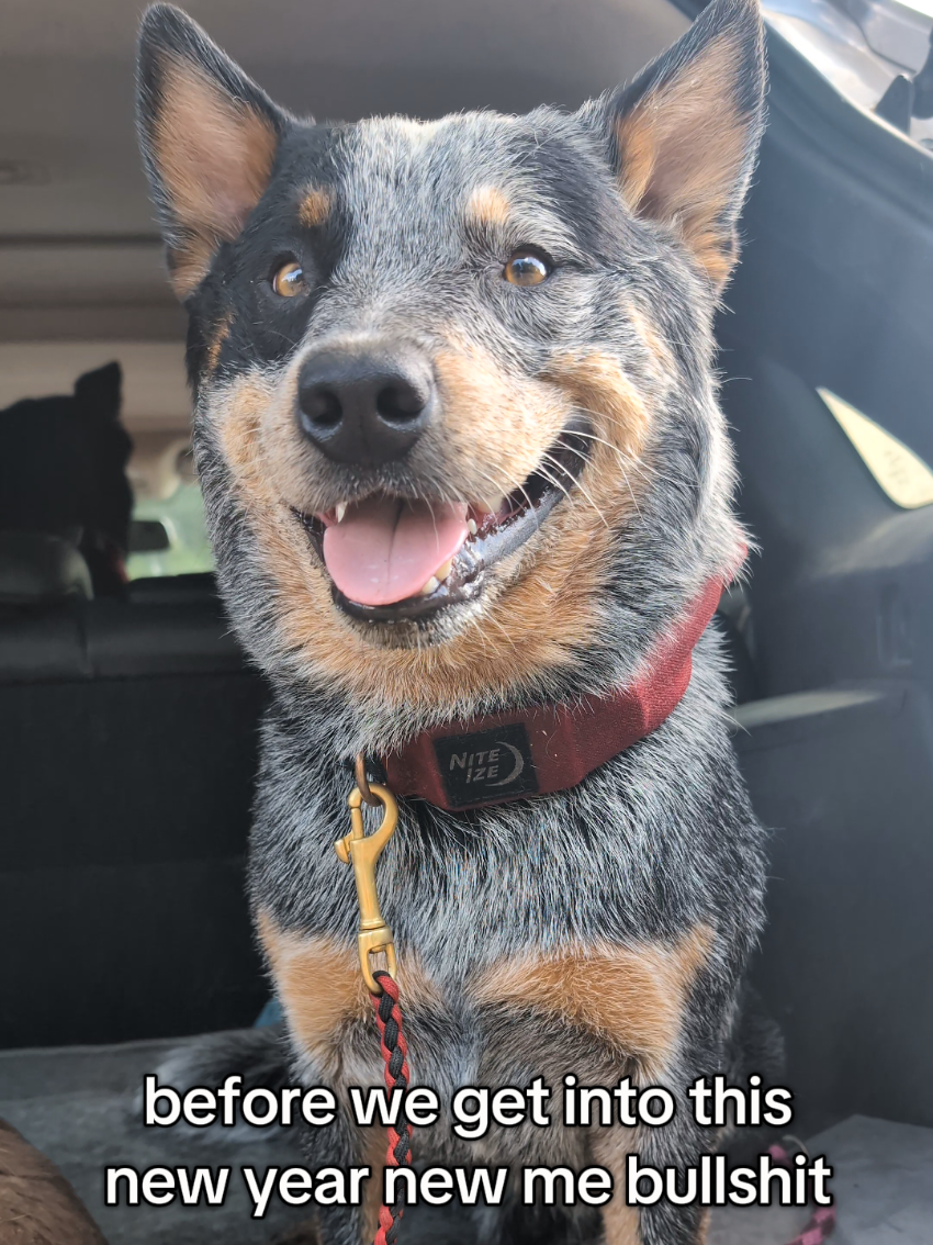 new year, same me 😂  #australiancattledog #bluey #blueheeler #cattledogsoftiktok #heelersofinstagram  #cattledogsofinstagram #heelersofinstagram  #doremiacds #riftenthewild #kyliescattledogs #cowdog #skyrim 