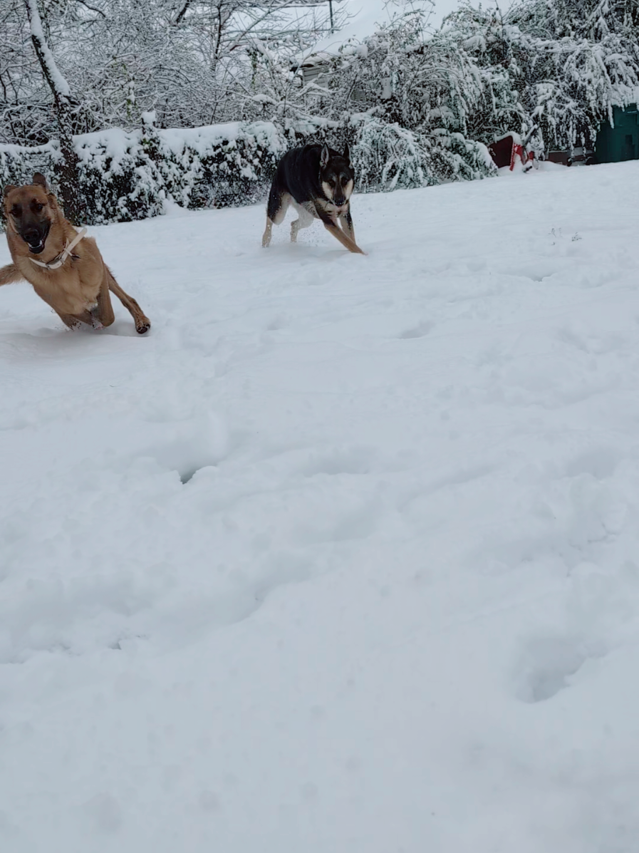 Maeve's first snow was an experience! ❄️❄️❄️ #fyp #foryoupage #malinois #belgianmalinois #germanshepherd