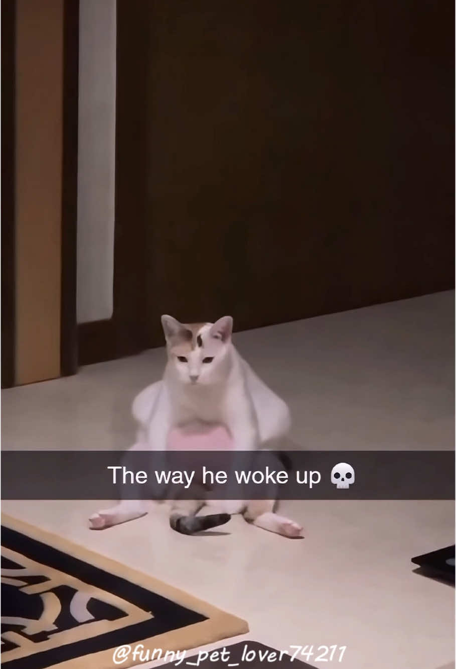 Sleeping 💤 🤣🤣🐱 #funnycats #funnyanimals #petvideos #cat #catsoftiktok #fyp #usa #longervideos #cats #kitten #kittens #kittensoftiktok #fypage #fypシ゚viral #fypdong #fypsounds 