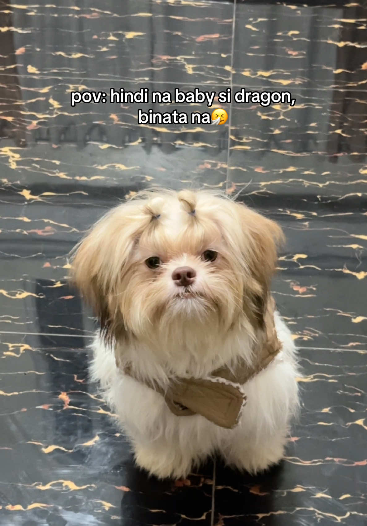 so pogii #babydragon #PetsOfTikTok #dogsofttiktok #furbaby #shihtzu 