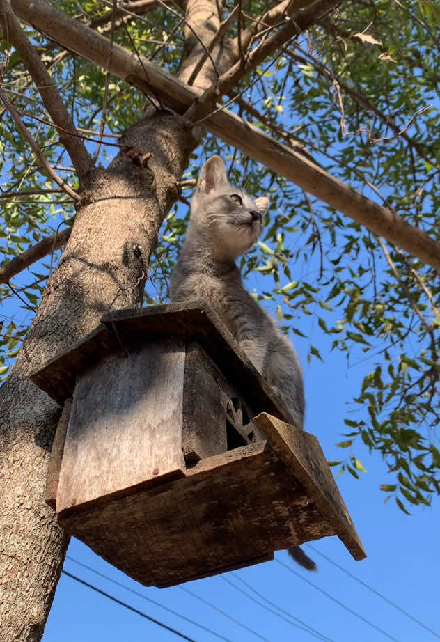 အမြင့်ကြီးပဲနော my cat#အမြင့်ကြီး😁ပဲနော် #myanmartiktok🇲🇲🇲🇲