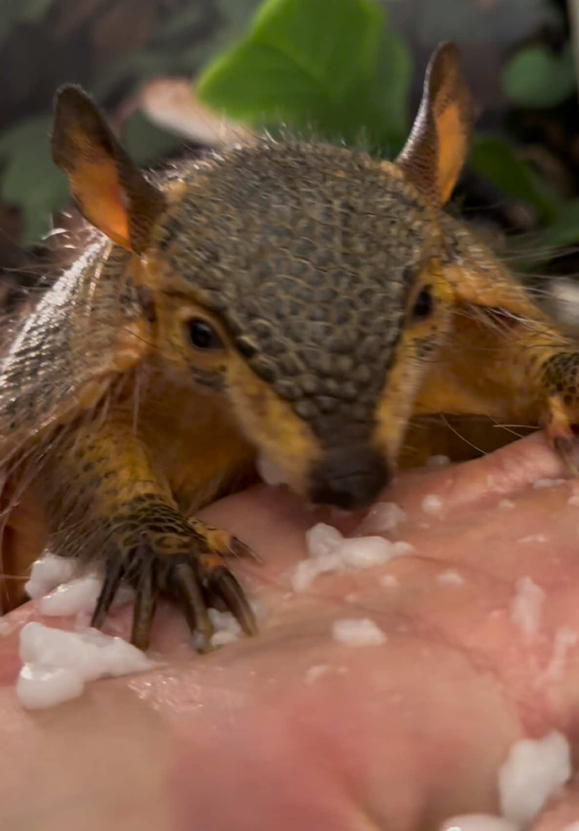 Rambo the screaming hairy armadillo chowing down on some yogurt!!  They only scream when really afraid and we’ve only heard him do it once the day we got him, which is the same clip I use in every video of him, once he realized we’re his new family he never screamed again. He’s a little eating machine though!! He is very enthusiastic when it comes to meal time, I think his favorite thing are super worms, but he loved this yogurt too!   #Armadillo #ScreamingHairyArmadillo #Animal #Animals #CuteAnimals #ExoticAnimals 