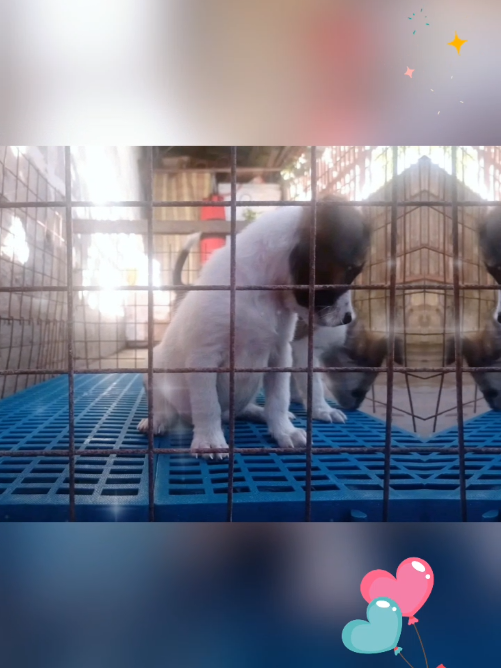 Pet Cage Matting #fyp #fypage #plastic #heavy #duty #heavyduty #plastic #affordable #comfortable #thick #makapal #dog #cat #floor #mat #petcage #petmat 