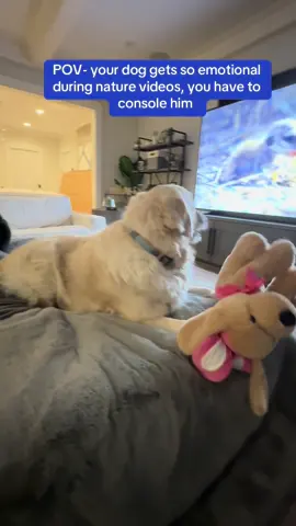 Blue always gets so concerned about the baby animals on nature shows.. He loves @David Attenborough and #thesecretworldofsound but I have to console him during stressful clips…🥺🥺🥺 he is so pure of heart… #dogswatchingtv #goldenretriever #emotional #console 